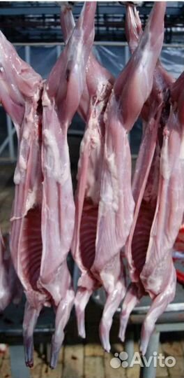 Мясо кролика