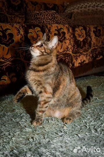 Ласковая кошечка Лиза