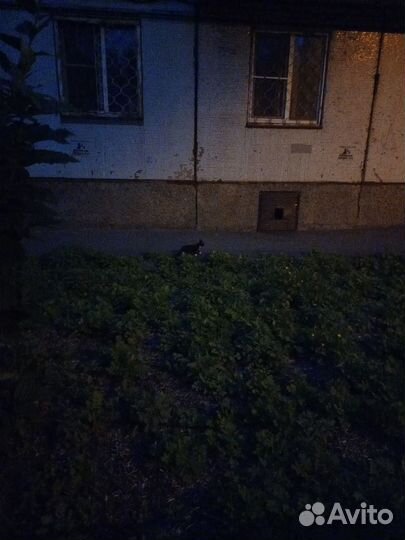 Кошка и котята