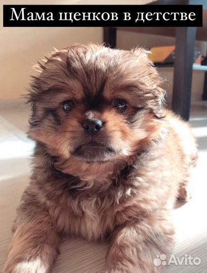 Щенки-лапочки