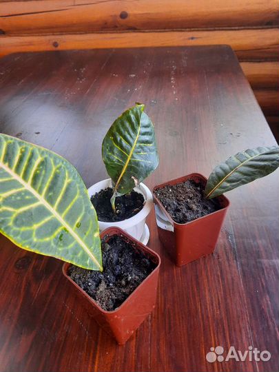 Кротон Петра