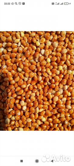 Просо красное