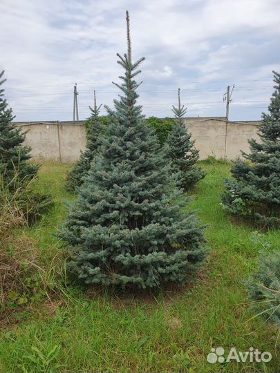 Ель туя клен и т.д