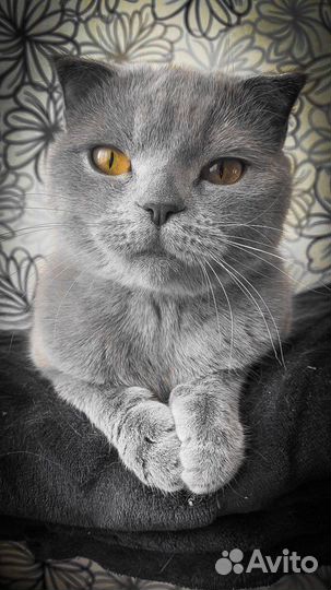 Передержка кошек