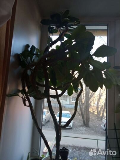 Молочай,цветы