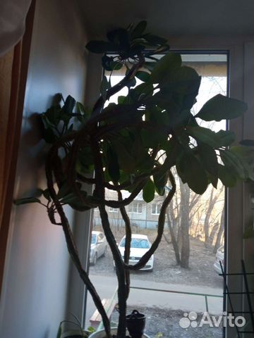 Молочай,цветы