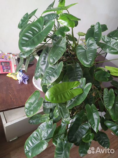 Комнатные растения