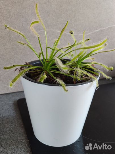 Росянка растение