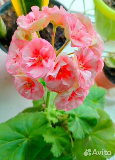 Пеларгония герань зонартик махровая