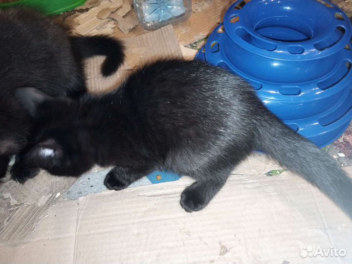 Котята в добрые руки бесплатно