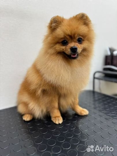 Вязка собак шпиц