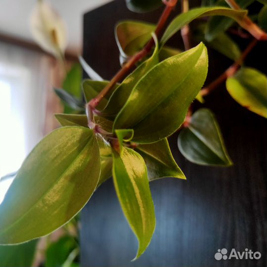 Черенки традесканции