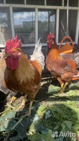 Молодые петушки