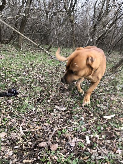 Питбуль помесь