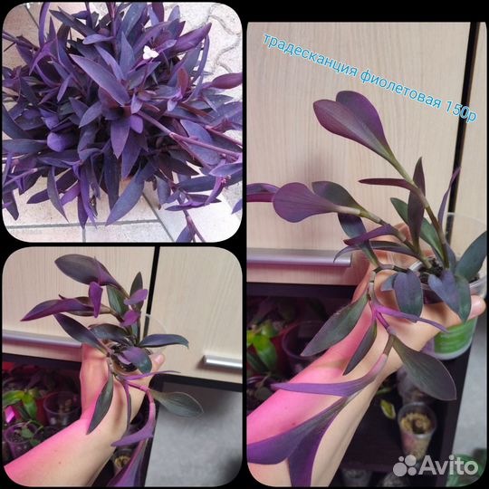 Традесканция