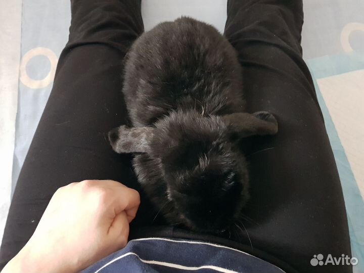 Мини гостиница для кроликов