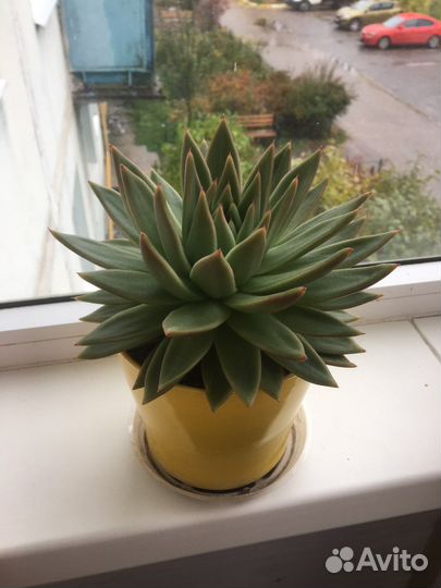 Суккуленты