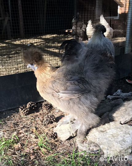 Куры китайские шелковые пуховые