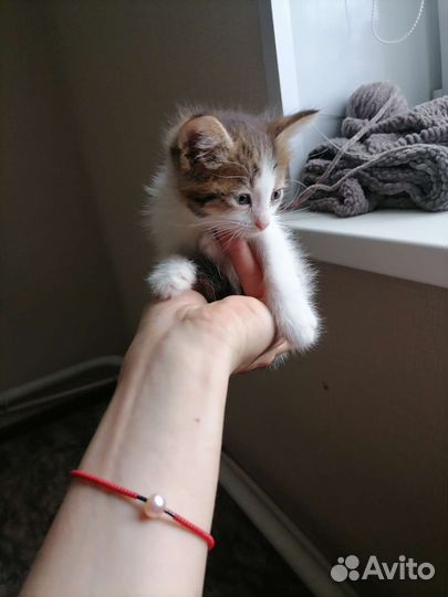 Кошка в дар бесплатно