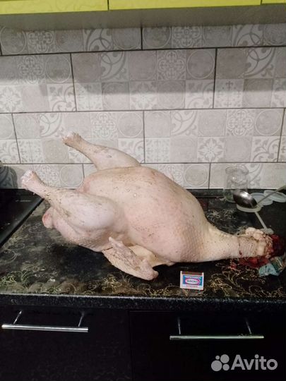 Мясо домашней индейки