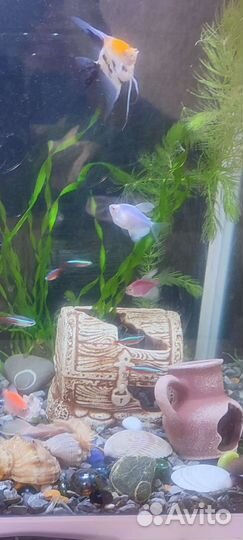Декор, грунт, ракушки для аквариума