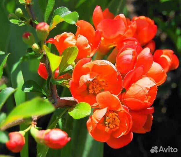 Айва японская Хеномелес отростки саженцы