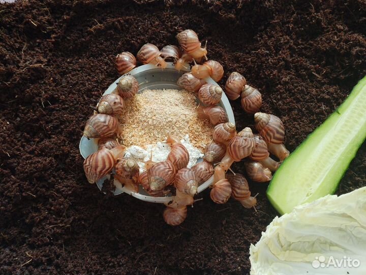 Улитки ахатины