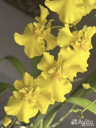 Орхидея Oncidium Mayfair