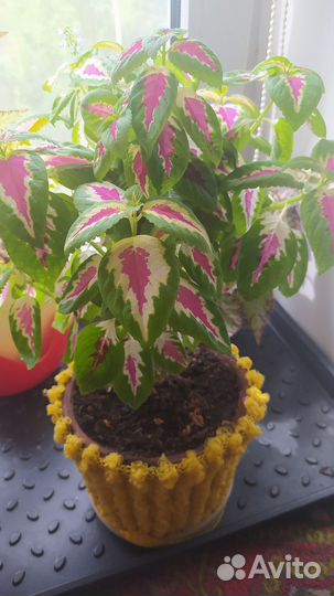 Цветы взрослые домашние