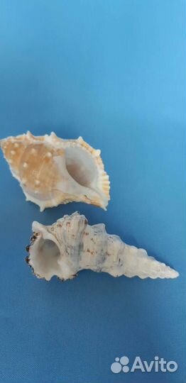 Морские ракушки раковины