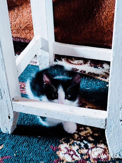 Котята пушистики