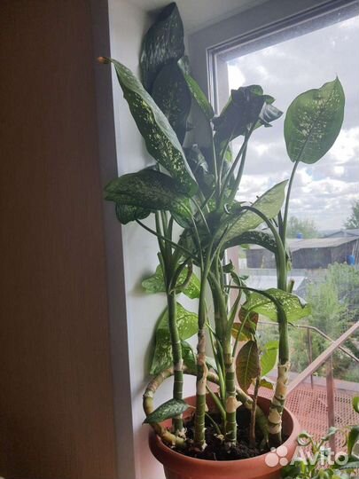 Домашние цветы