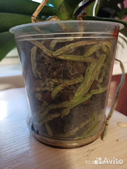 Фаленопсис Сорт Леонтин