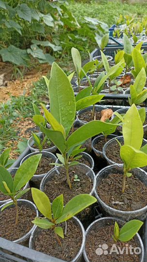 Магнолия крупноцветковая Белая