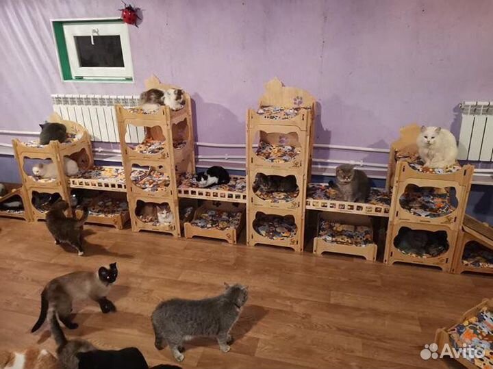 Лежанки для кошек и собак