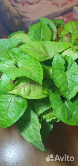 Сингониум mango алюжн