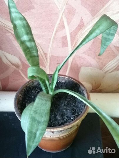 Сансевиерия