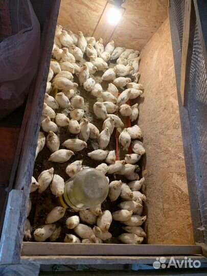 Перепела живыми и мясов разного возраста