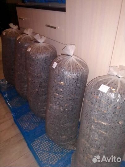 Готовые блоки вешенки