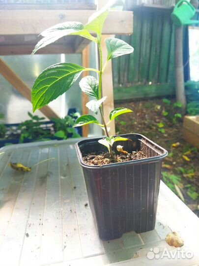 Гортензия метельчатая, гибридная,древовидная