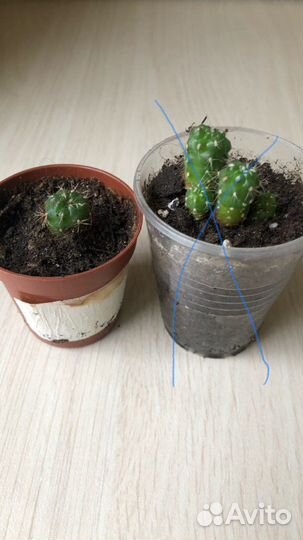 Кактус. Суккуленты. Комнатные цветы