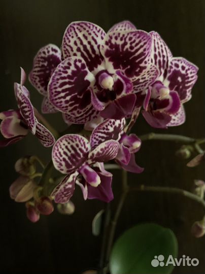 Орхидея фаленопсис мультифлора