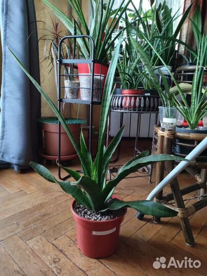 Diamond Green,Crocodile Rock,Фишери,Клеопатра