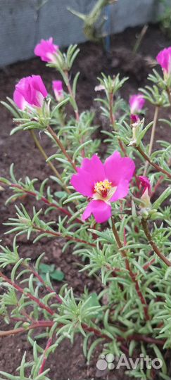 Почвопокровные растения