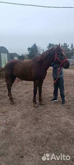 Продам лошадь