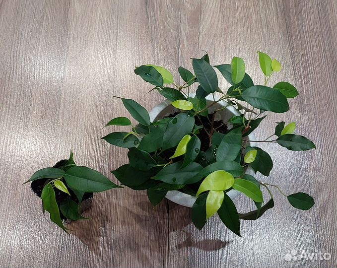 Фикус Неон