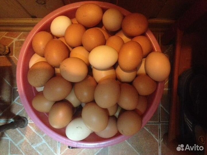 Домашние куриные яйца