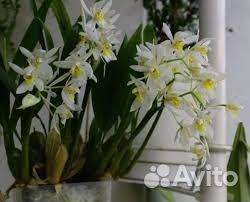 Орхидея Coelogyne nitida