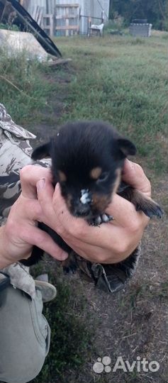 Отдам щенят