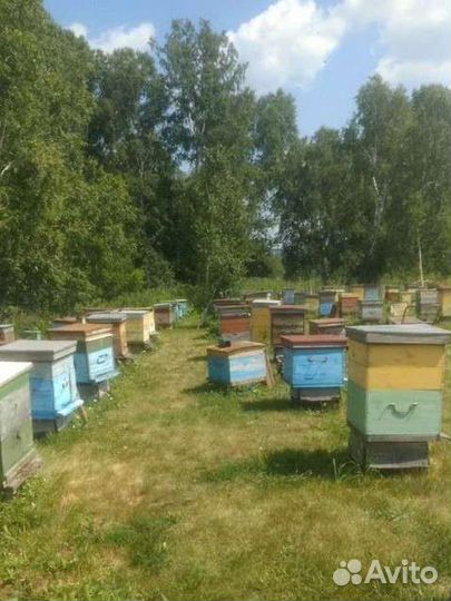 Мед Алтайский разнотравье с гречихой 2023